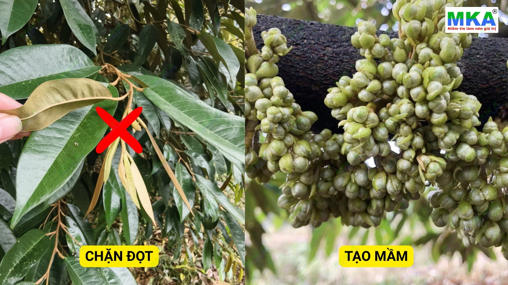 Chặn đọt tạo mầm sầu riêng bằng mkp và 106010